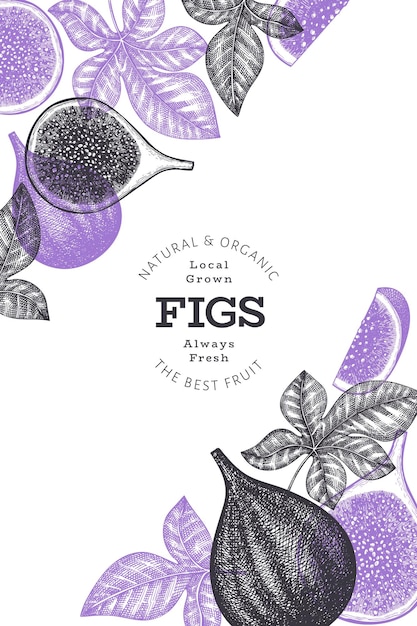 Hand drawn fig fruits  template. Organic fresh food  illustration. Retro fig fruit .