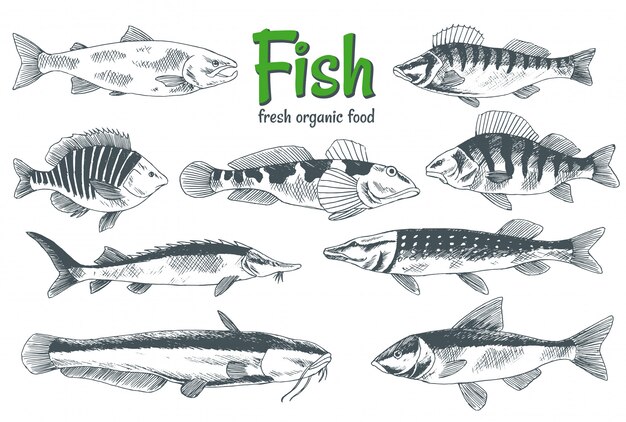 손으로 그린 물고기. 생선 및 해산물 제품 매장 포스터. 식당 생선 메뉴 또는 낚시 클럽 배너로 사용할 수 있습니다. 송어, 잉어, 참치, 청어, under 치, 멸치 스케치