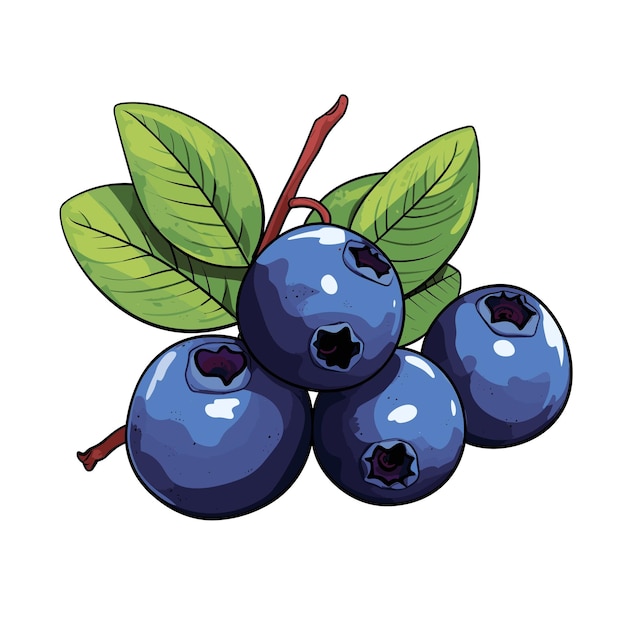 Hand Drawn Flat Color Blueberry Fruit Illustration