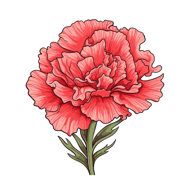 Vettore illustrazione disegnata a mano del fiore del garofano di colore piatto