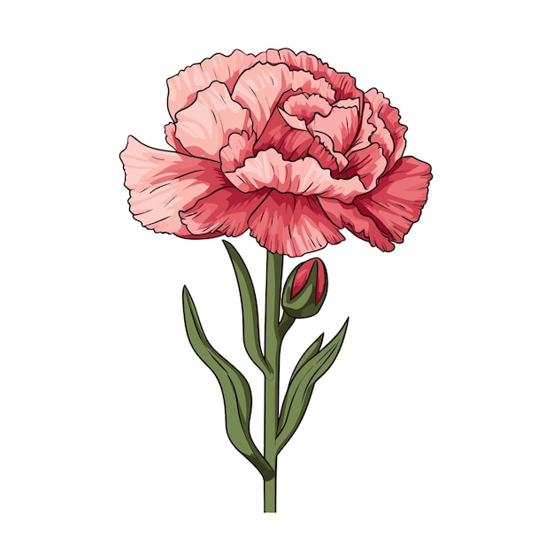 Vector hand drawn flat color carnation flower illustration