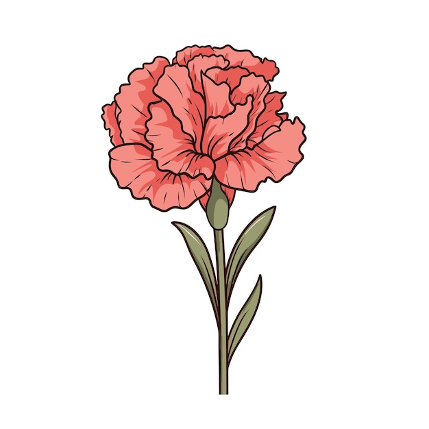 Vector hand drawn flat color carnation flower illustration