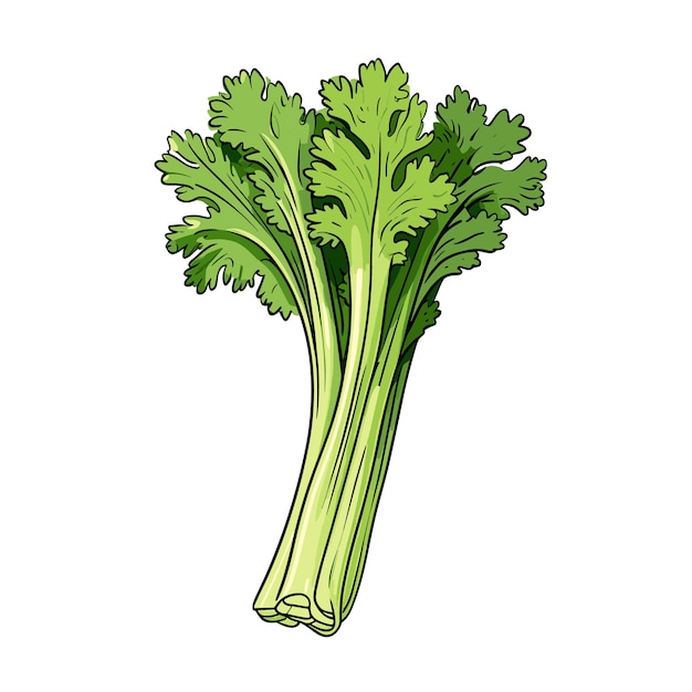 Hand Drawn Flat Color Celery Illustration