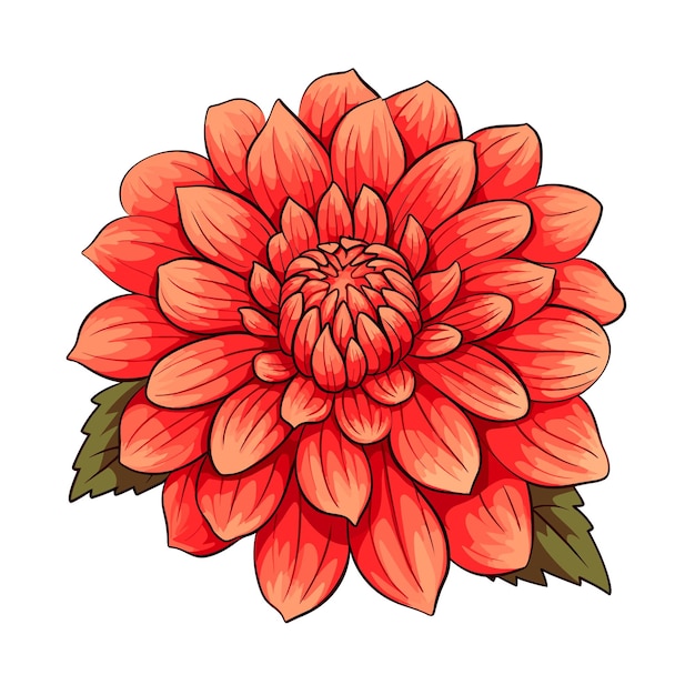 Hand Drawn Flat Color Dahlia Flower Illustration