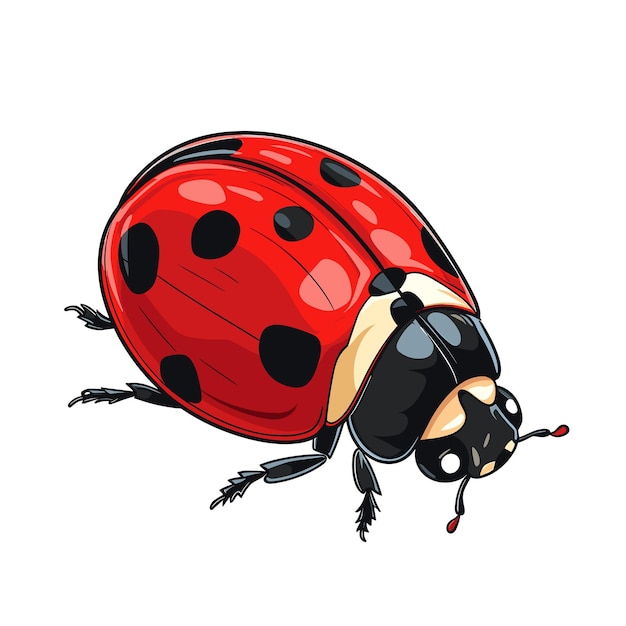 Hand Drawn Flat Color Ladybug Illustration