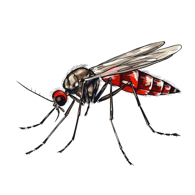 Вектор Нарисованная рукой плоская цветная иллюстрация комара