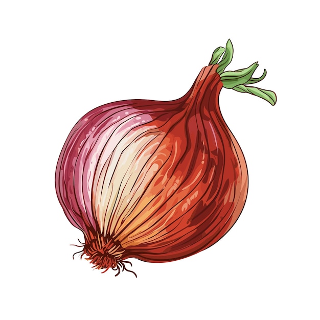 Hand Drawn Flat Color Onion Illustration