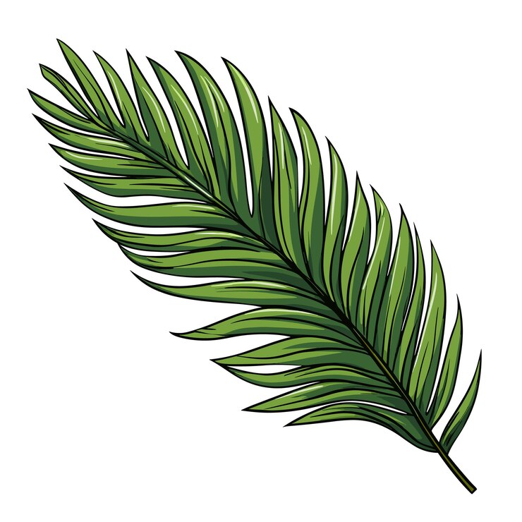 Vector hand drawn flat color palm leaf illustration