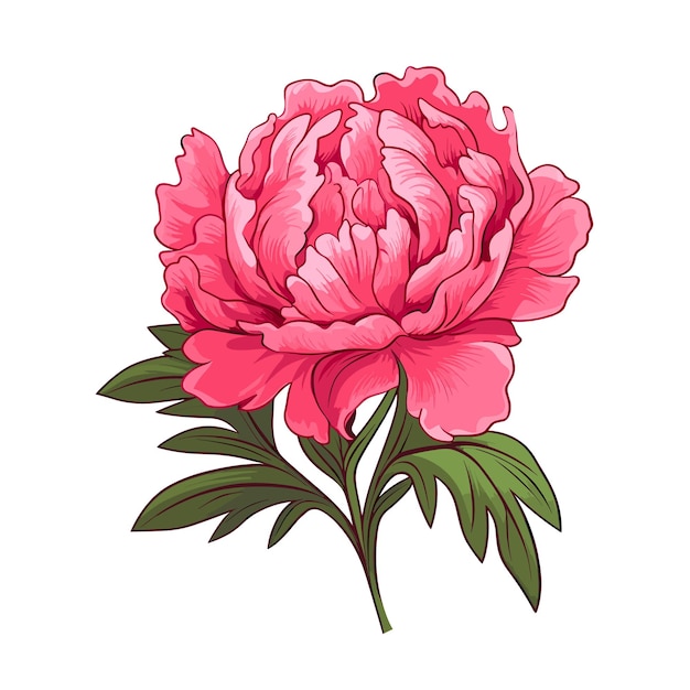 Vettore illustrazione disegnata a mano del fiore di peonia di colore piatto