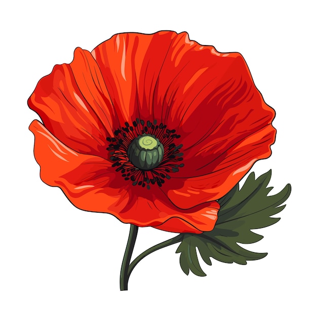 Hand Drawn Flat Color Poppy Flower Illustration