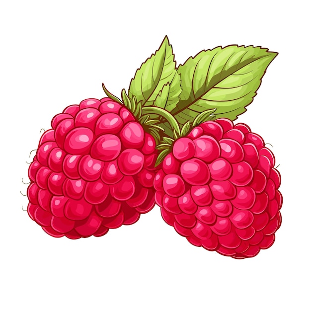 Hand Drawn Flat Color Raspberry Fruit Illustration
