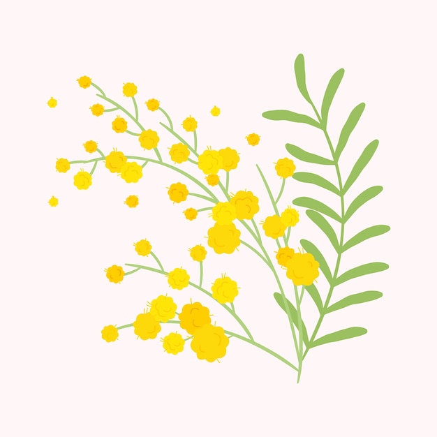 Hand drawn flat design mimosa