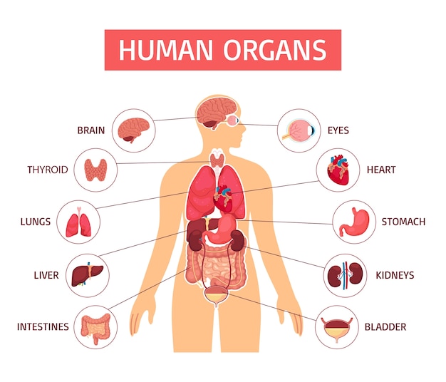 Vettore template infografica piatta del corpo umano disegnata a mano con un corpo e organi anatomici