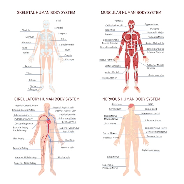 Set di collezione di sistemi di organi del corpo umano disegnato a mano con infografica del corpo umano