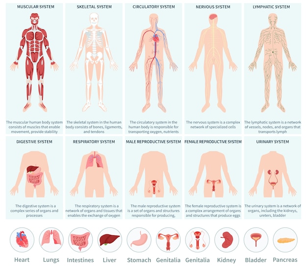 Vector hand drawn flat human body organ system infographic set collection