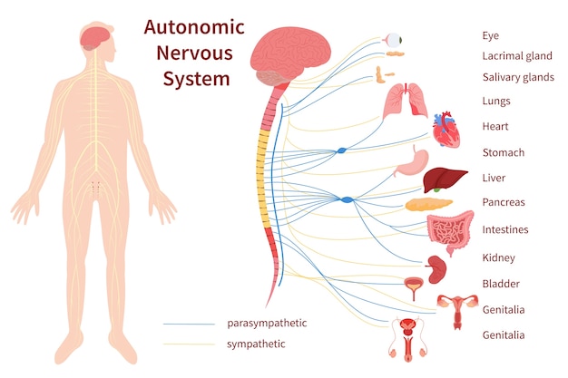 Hand drawn flat human body organ systems composition with human body and the nervous system