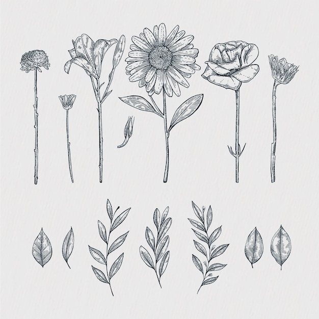 Vector hand drawn floral decorative elements