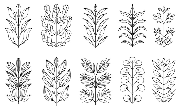 Vector hand drawn floral leaf line art