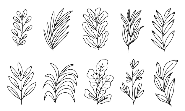 Вектор Ручно нарисованная цветочная линия листьев