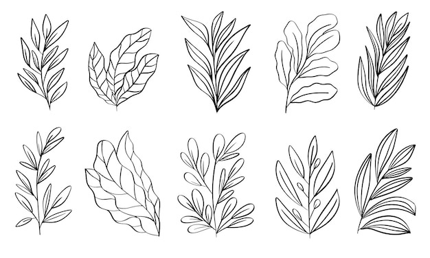 Vector hand drawn floral leaf line art