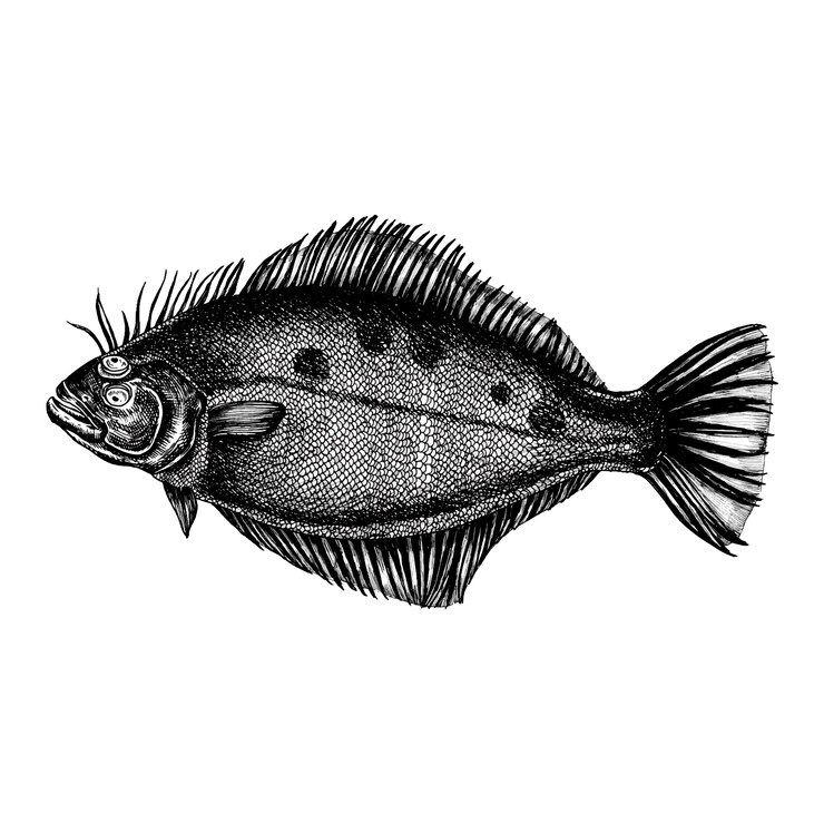 Vector hand drawn flounder flatfish