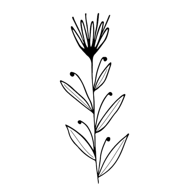 Hand drawn flower and branches doodle Vector illustration