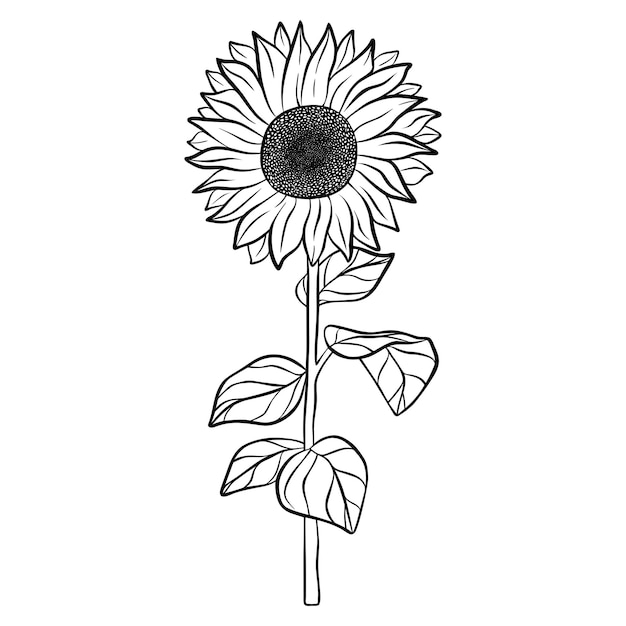 Fiore disegnato a mano isolato su sfondo bianco illustrazione dello schizzo di doodle decorativo elemento floreale vettoriale