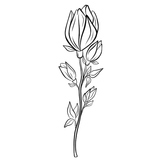 Hand drawn flower isolated on white background Decorative doodle sketch illustration Vector floral element