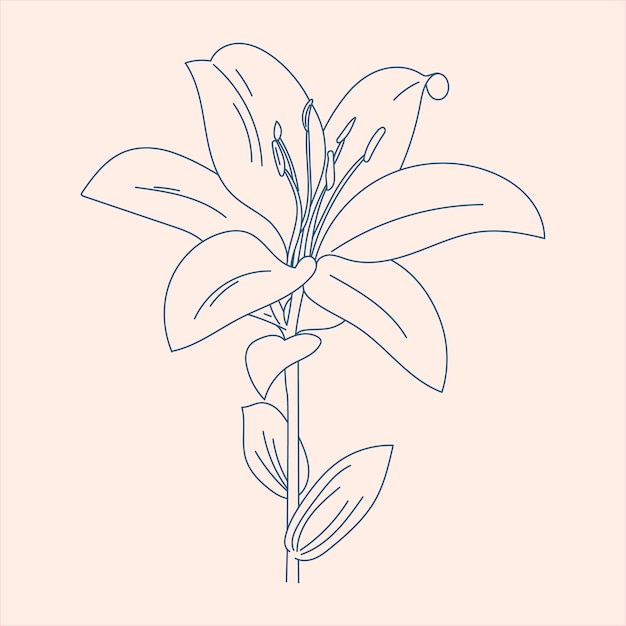 Hand drawn flower line art illustration with poster template