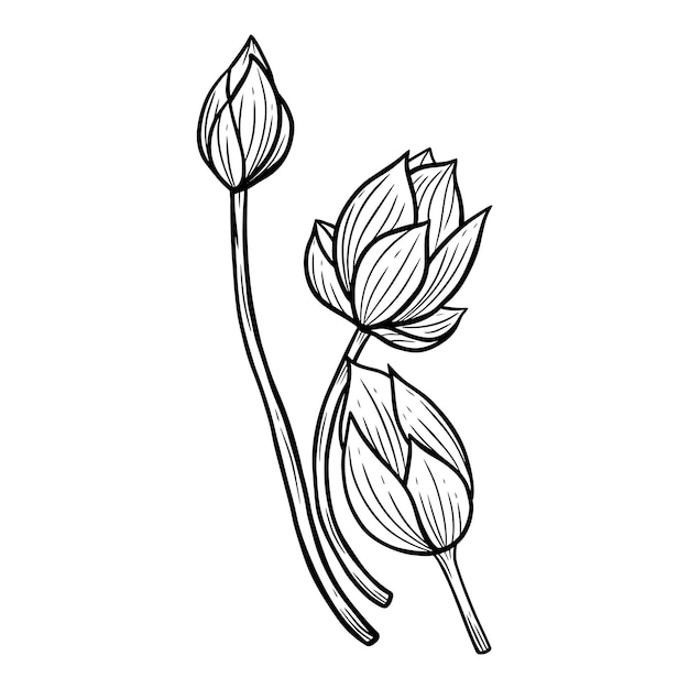 Hand drawn flower lotus leafs naturals isolated sticker black botanical line art illustration