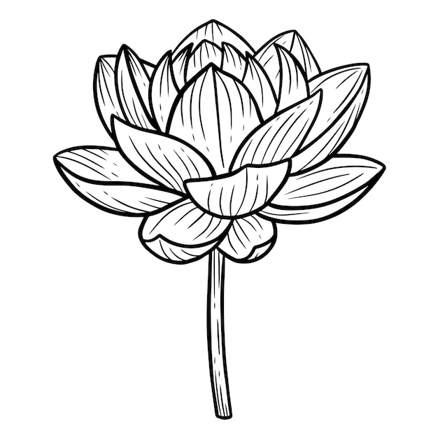 Hand drawn flower lotus leafs naturals isolated sticker black botanical line art illustration