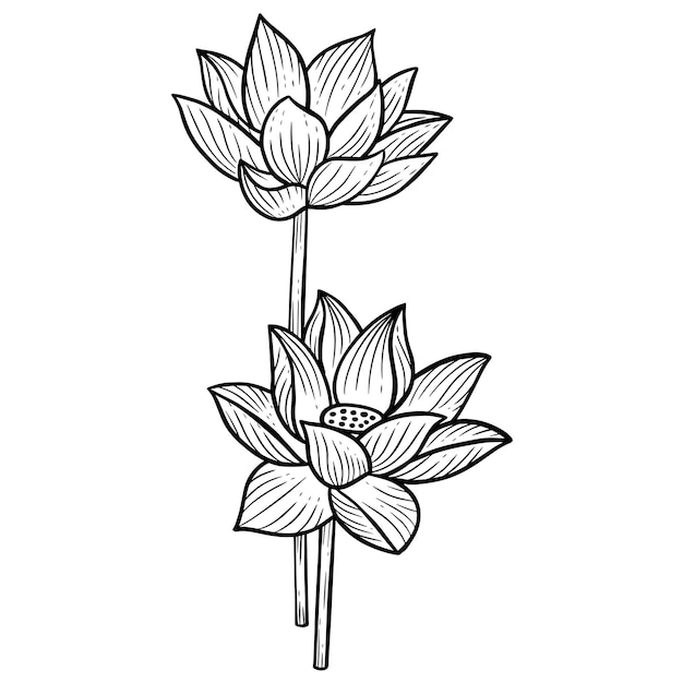 Hand Drawn Flower Lotus leafs naturals isolated sticker black botanical Line Art illustration