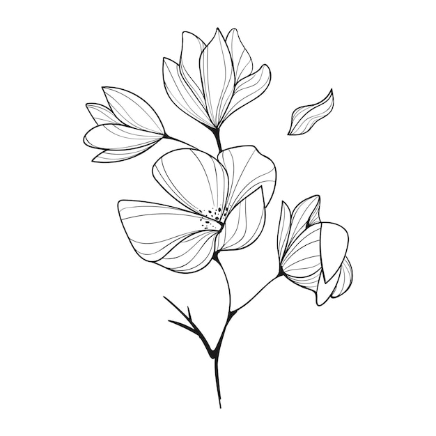hand drawn flower outline illustration