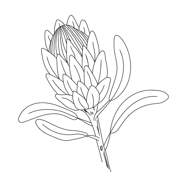 hand drawn flower protea on a white isolated background