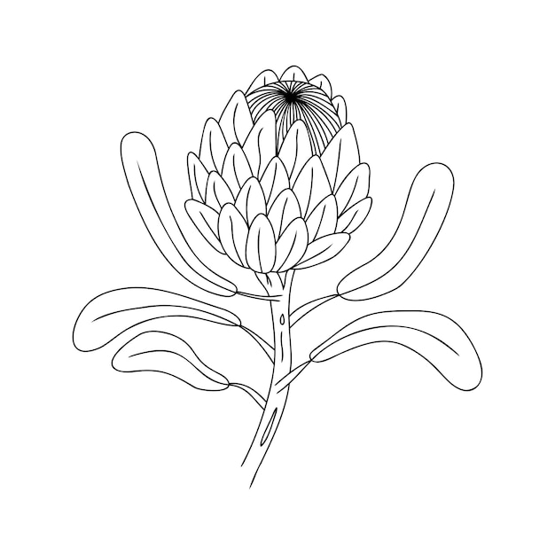 Fiore disegnato a mano protea su uno sfondo bianco isolato