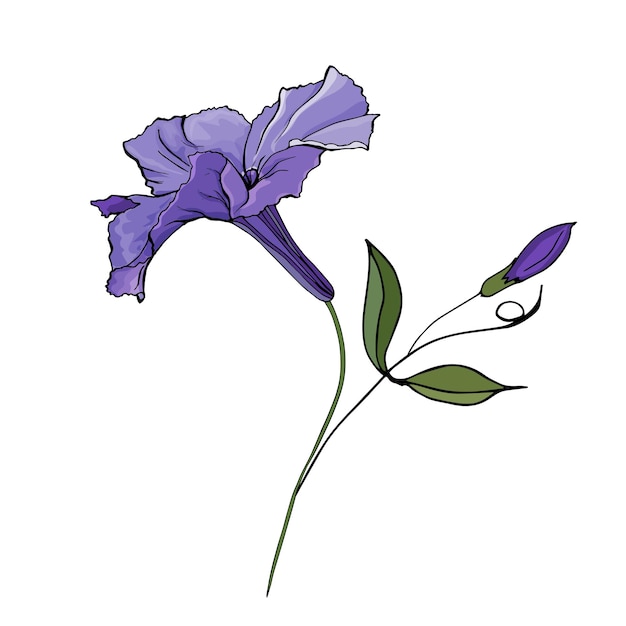 Vector hand drawn flower purple petunia illustration.