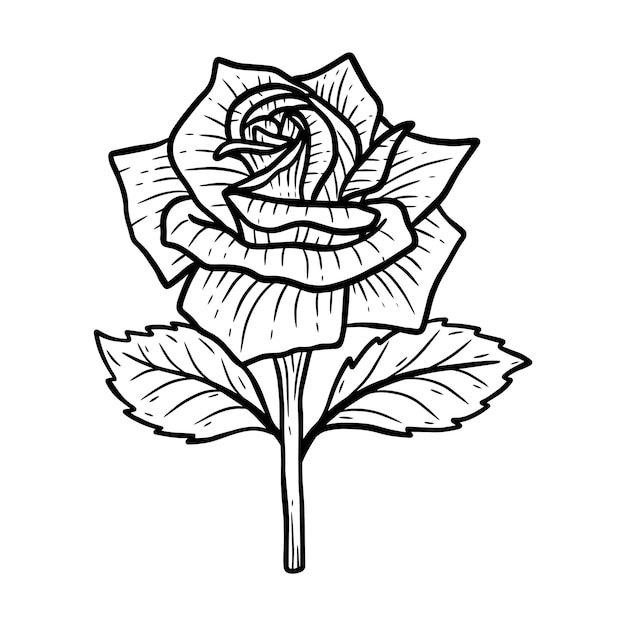 hand drawn flower rose leafs naturals isolated sticker black botanical line art illustration