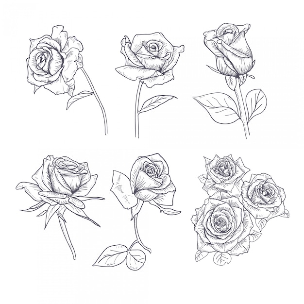 Hand drawn flower set rose collection