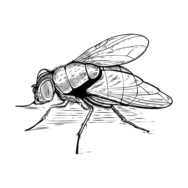 Mosca disegnata a mano