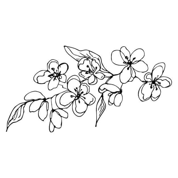 Vettore fiori di bosco disegnati a mano con foglie su sfondo bianco isolato