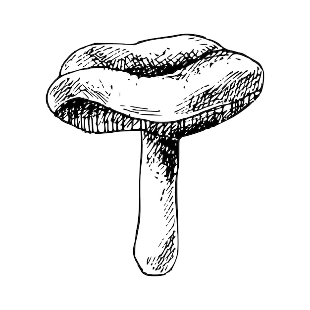 Vettore illustrazione vettoriale di funghi forestali disegnata a mano schizzo isolato di russula prodotto biologico