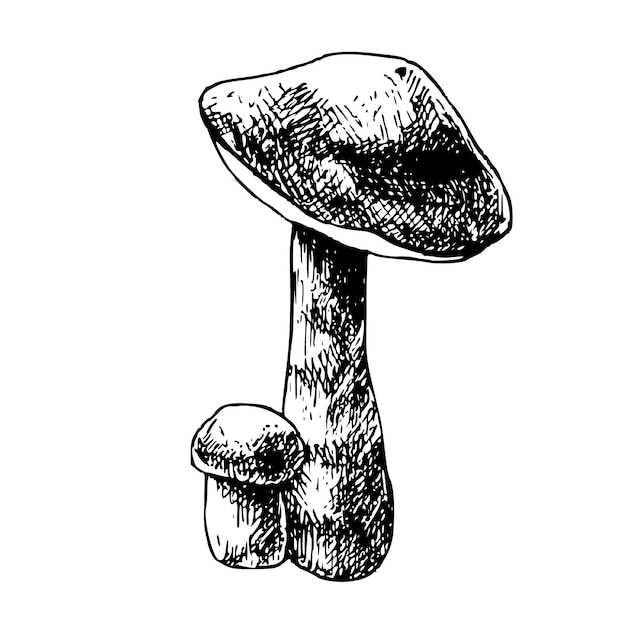 Vettore illustrazione vettoriale di funghi forestali disegnati a mano schizzo isolato di due boletus