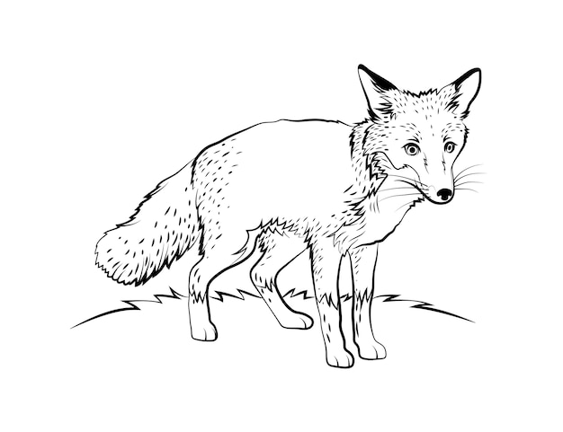 Hand drawn fox outline illustration