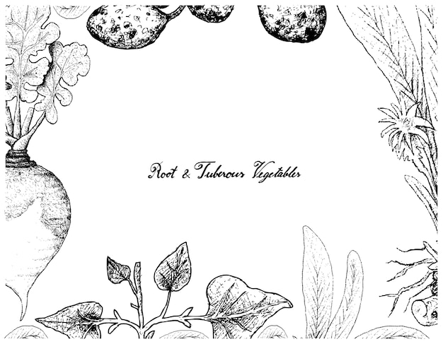 Vector hand drawn frame of root and tuberous vegetables