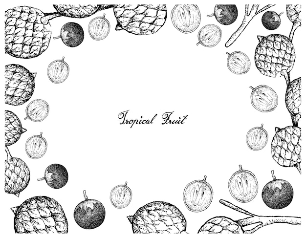 Hand drawn frame of star apple and rattan fruits