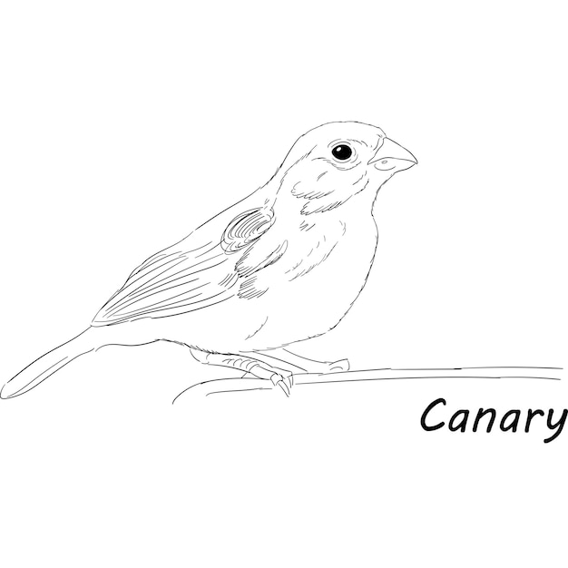 Hand Drawn Free Vector Sketch Canary