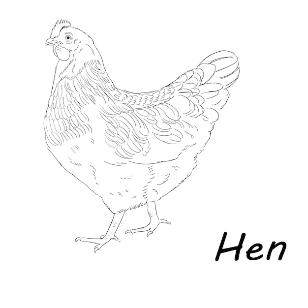 Hand drawn free vector sketch hen