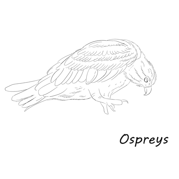 Hand Drawn Free Vector Sketch Ospreys