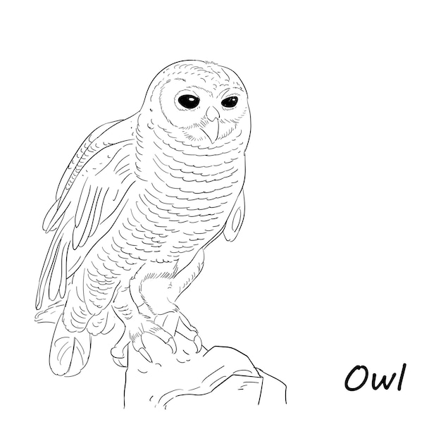 Hand Drawn Free Vector Sketch Owl