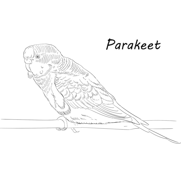 Hand Drawn Free Vector Sketch Parakeet